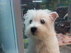 -FAELING PETS美天灵宠物(合生汇店)