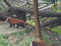 -都江堰中华大熊猫苑