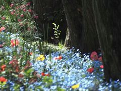 -上海共青森林公园