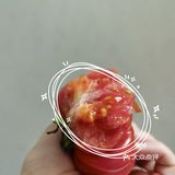 🍅奇奇怪怪可可爱爱番茄记录～