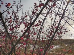 -香雪海