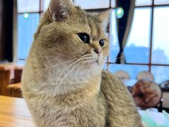 -蓝鲸·缅因猫舍