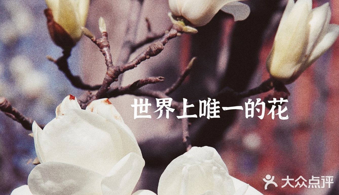 玉兰飘香，拉响春日协奏曲：魔都市花绽放啦！