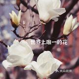 玉兰飘香，拉响春日协奏曲：魔都市花绽放啦！