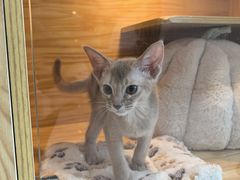 -小猫来了猫舍(福田店)