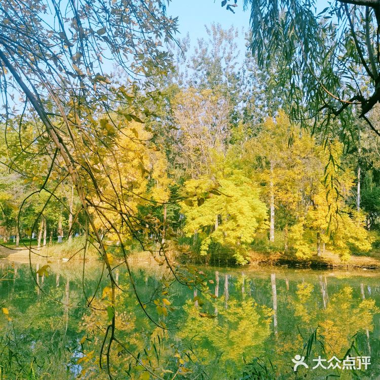 秋天去哪看红叶银杏，来奥森公园吧
