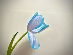 -双季花艺园艺市场(浦东店)