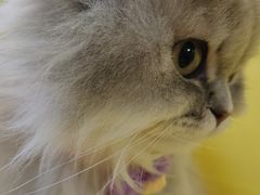 -平行世界·猫咖(首经贸店)