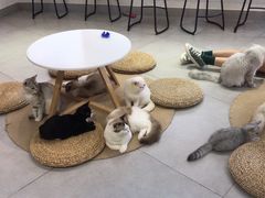 -Heymao猫咖.咖啡厅(东门店)