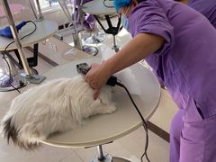 -北京观赏动物医院·24小时大型综合·猫专科·异宠专科