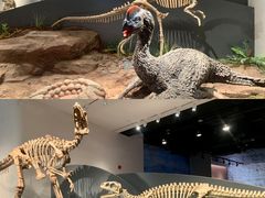 -自贡恐龙博物馆