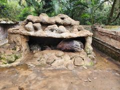 -海南热带野生动植物园