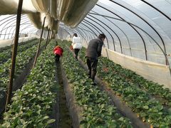 -胜丰草莓采摘园