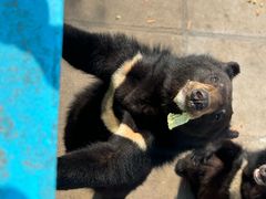 -西霞口神雕山野生动物世界