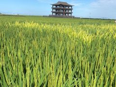 -红海滩国家风景廊道