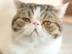 -瞄一喵猫咖(格力海岸店)