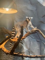 -Zoolung Zoolung动物主题公园(海信广场店)