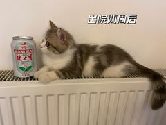-希望动物医院(汉阳院)