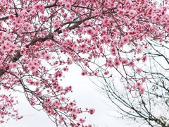 -白塘生态植物园