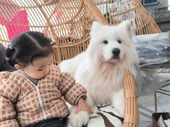 -星多哈·狗咖·拼豆·咖啡