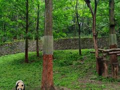 -都江堰中华大熊猫苑