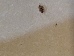 -重庆巴九门老火锅(阳朔店)