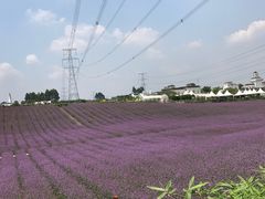 -紫颐香薰山谷景区
