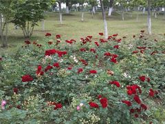 景点-白塘生态植物园