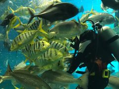 -北戴河圣蓝海洋公园