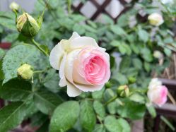 -安琪朵朵独栋花园月子中心