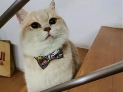 -东方名猫馆·英短金渐层布偶猫舍(环线广场1号楼店)