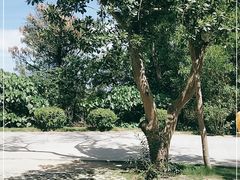 -广东惠东海龟国家级自然保护区
