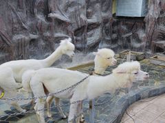 -上海大自然野生昆虫馆(东方明珠·爬宠昆虫探索中心)