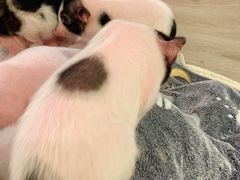 -浣熊柯尔鸭土拨鼠·电玩咖