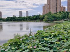 -金银湖国家城市湿地公园