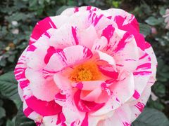 -人民公园(罗湖区)