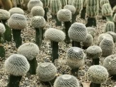 -南山植物园