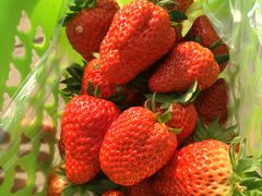 -大自然农场蔬菜草莓采摘园
