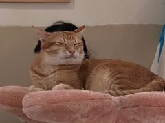 -有猫咖啡umeow coffee
