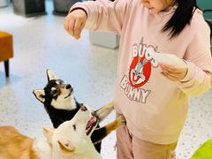 -米宠家·撸猫猫咖小萌宠·猫咪洗澡·猫咪寄养(高新大都荟店)