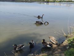 -天津东丽湖风景区