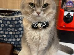-MOCHA明星猫咖(田子坊店)