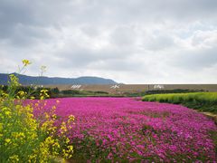 -光明小镇欢乐田园