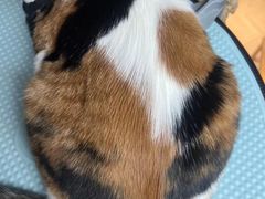 -熊小胖宠物生活馆(天华园店)