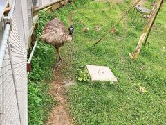 -新加坡飞禽公园