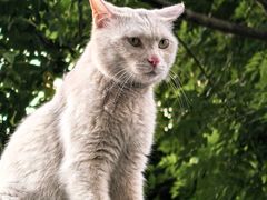 -萌兽医馆·犬猫专科·眼科中心·宠物医院(朝阳门分院)