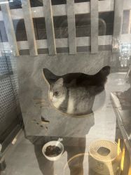 -極致刺青TATTOO STUDIO 私人订制