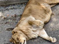 -大连森林动物园