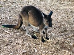 -费瑟代尔野生动物园
