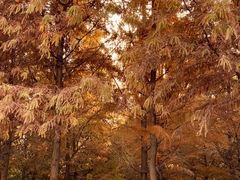 -合肥滨湖国家森林公园